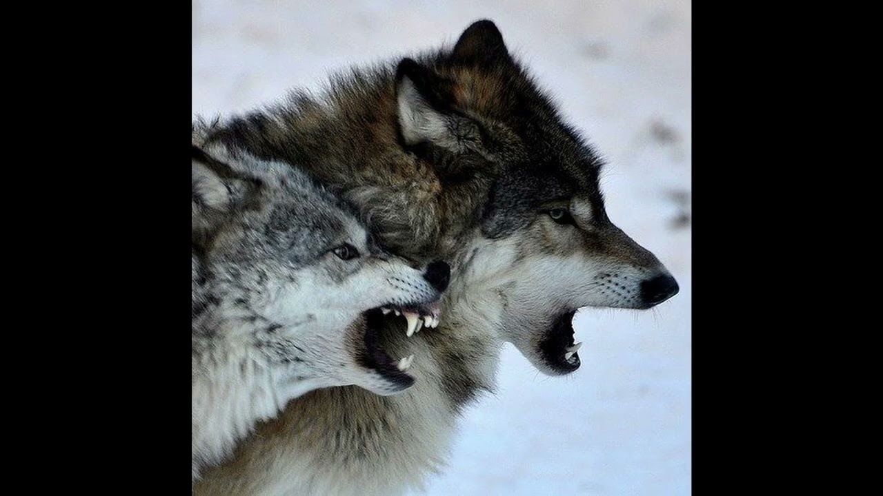 (free) fakemink + PureSnow type beat - 