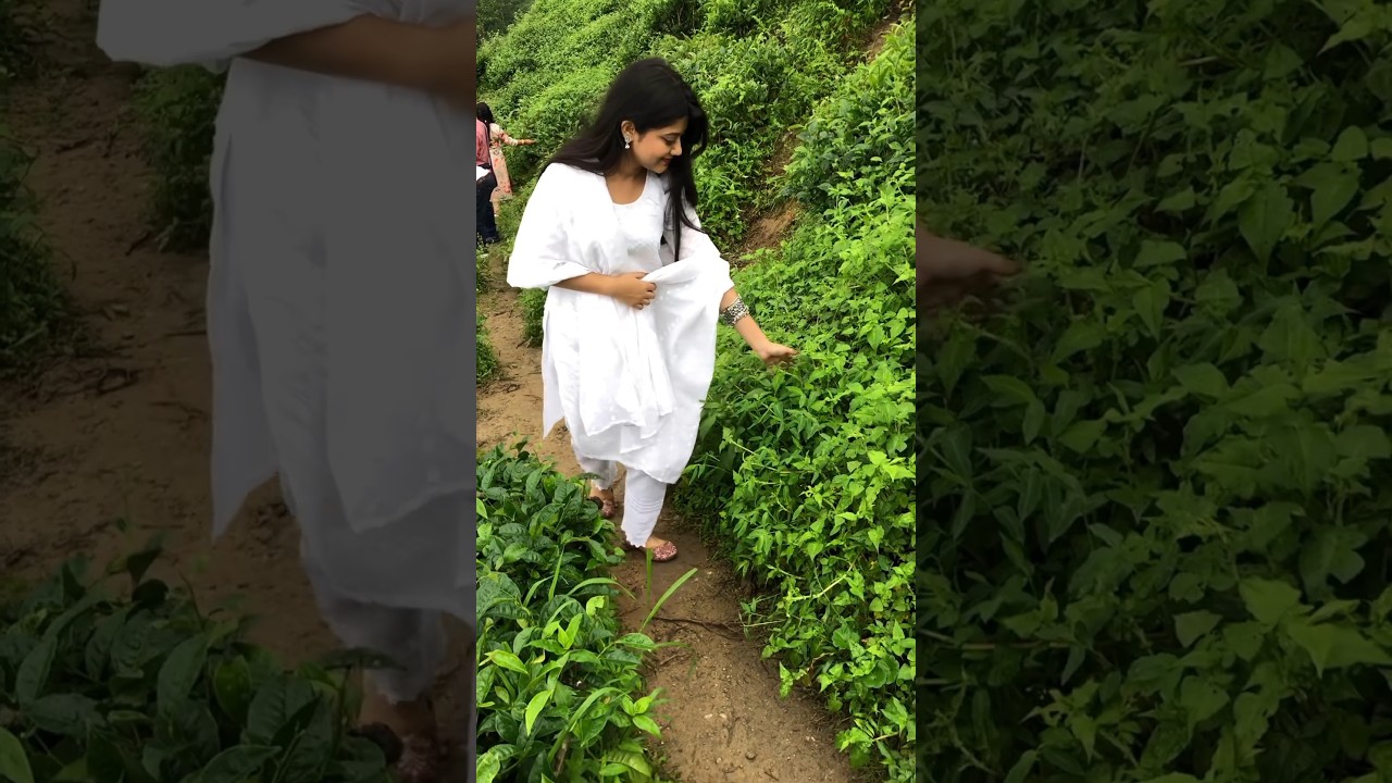 Darjeeling tea Garden | #samreengallery #viral #shortvideo #darjeeling #youtubeshorts