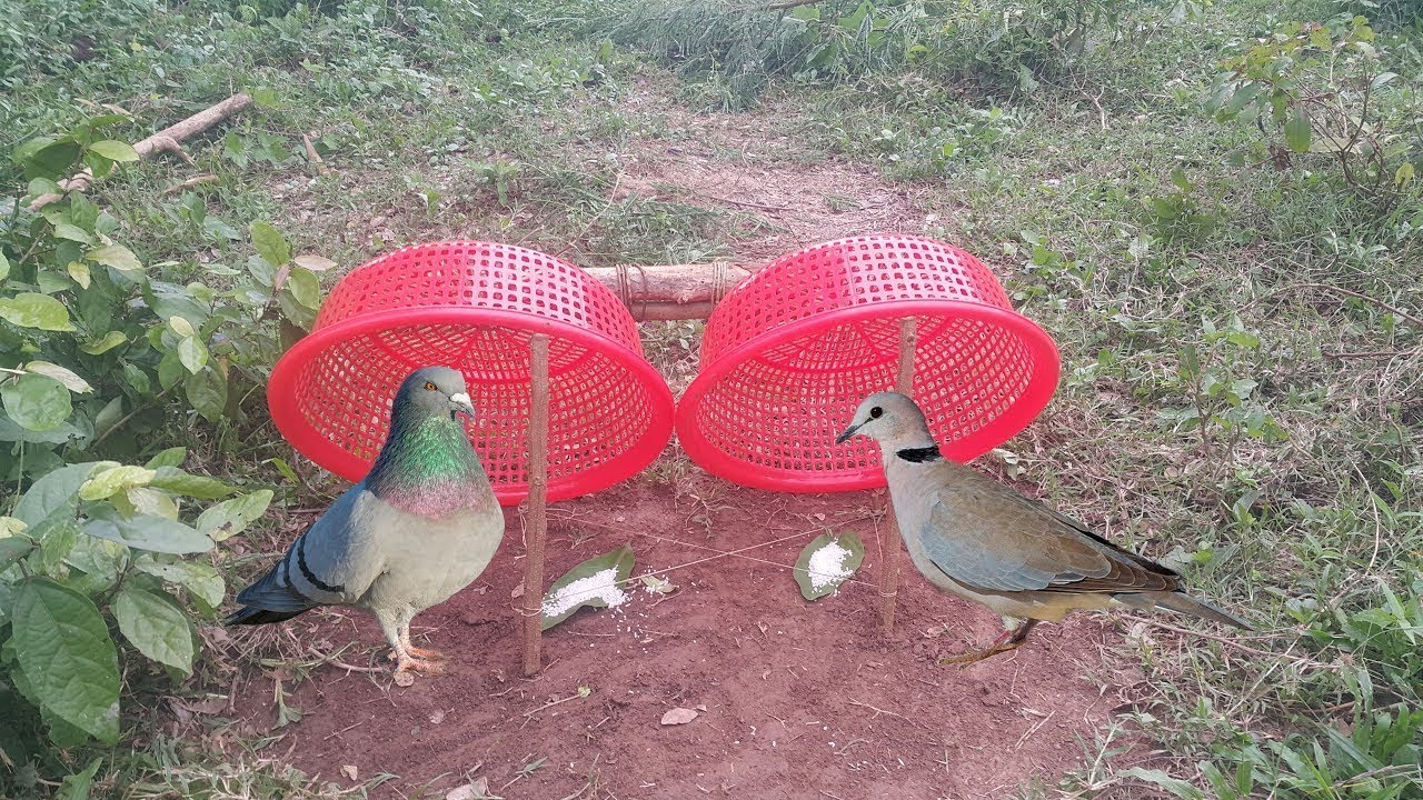 Awesome Quick Bird Trap Using Electric Fan Guard And PVC Pipe That Work 100%