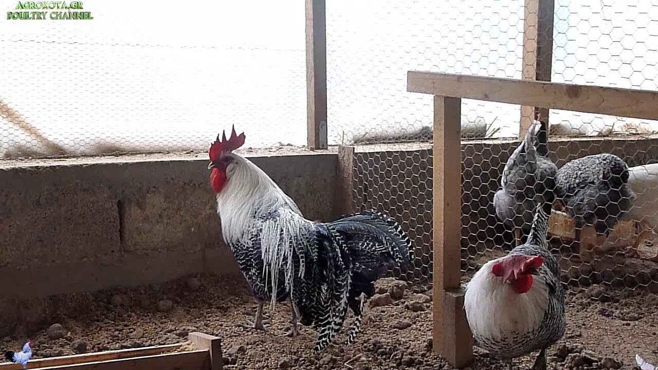 Chiken Breeds  -  Braekel  silver  Chicken  -  &kappa;&omicron;&tau;&epsilon;&sigmaf; &rho;&alpha;&tau;&sigma;&alpha;&sigmaf; Braekel  silver   - AGROKOTA.GR