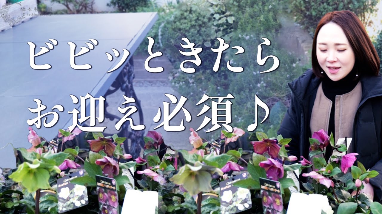 【寒さに強い】クリスマスローズのご紹介♡【上品な色】