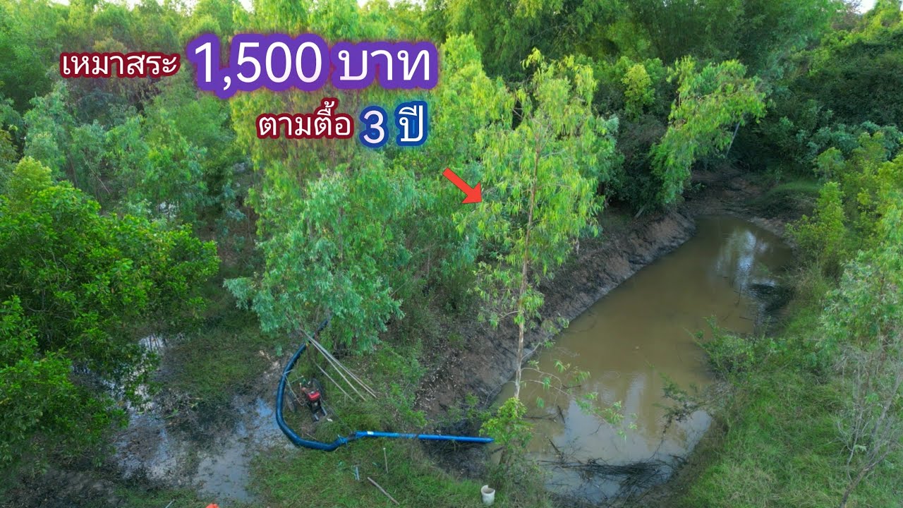 เหมาสระ 1,500 บาท ตามตื้อมา 3 ปี เจอสระเเบบนี้จะมีปลาเยอะขนาดไหน / บ้านนอก EP.699