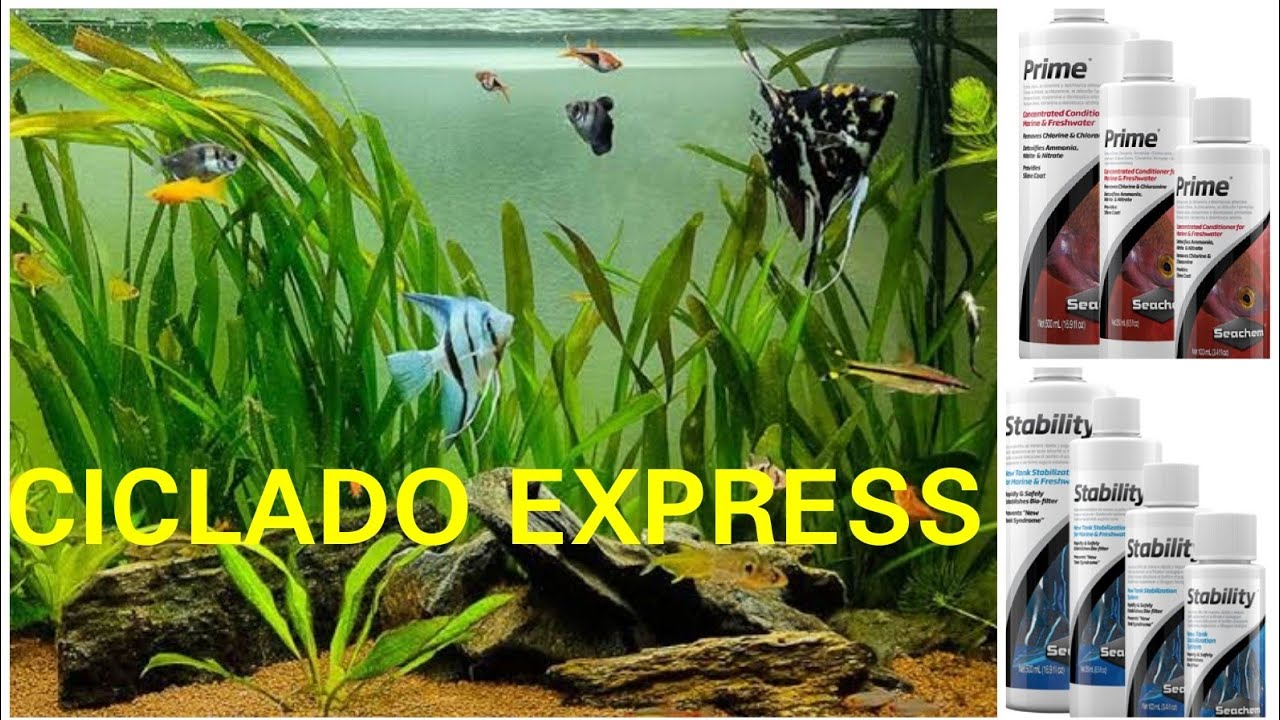 ¡DEJA DE ESPERAR!, COMO HACER UN CICLADO EXPRESS CON BACTERIA COMERCIAL