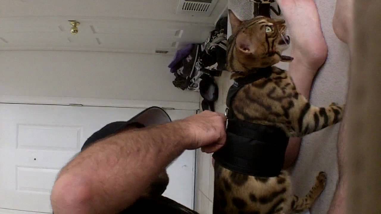 Walking a Bengal cat with a MetPet "Walking Jacket"