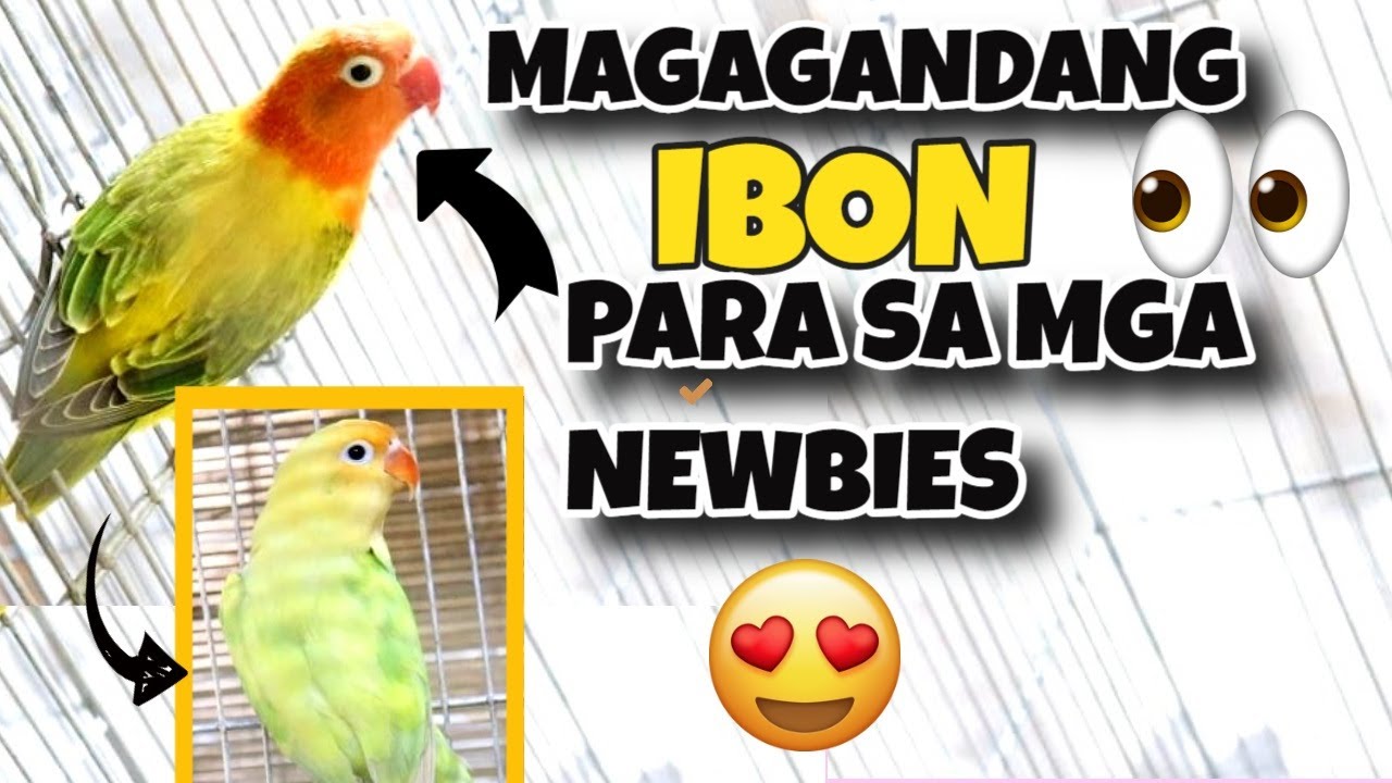 MAGAGANDANG IBON FOR NEWBIES 2021 | BUDGET MEAL NA IBON | TIPS SA MGA NEWBIE SA PAG-IIBON