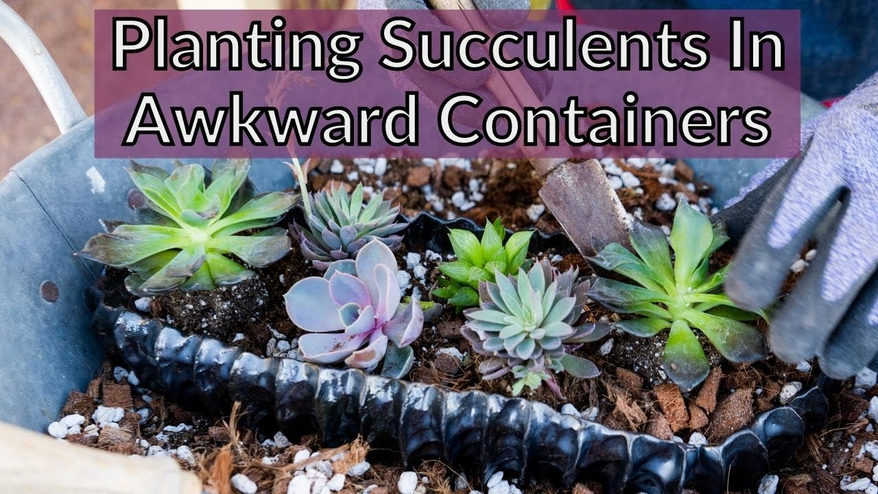 PLANTING SUCCULENTS IN A SHALLOW SUCCULENT PLANTER/JoyUsGarden