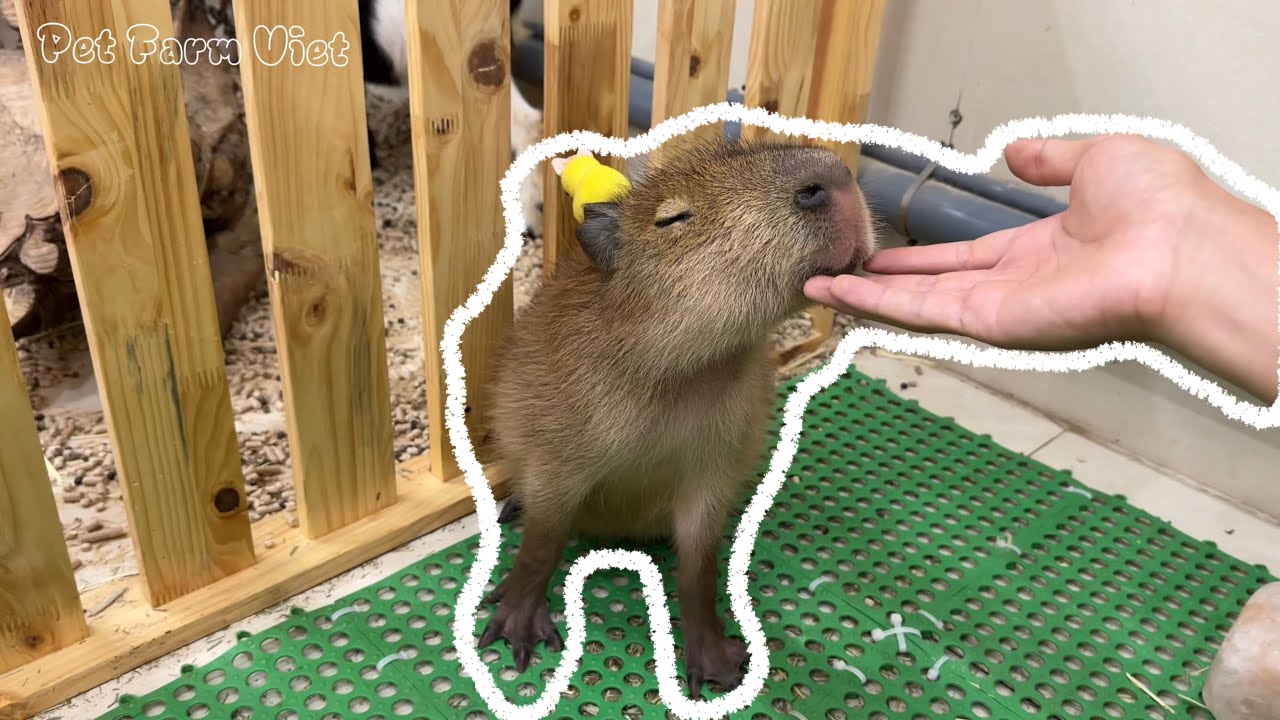 So cute! Baby capybara gets cuddled for the first time | Pet Farm Viet