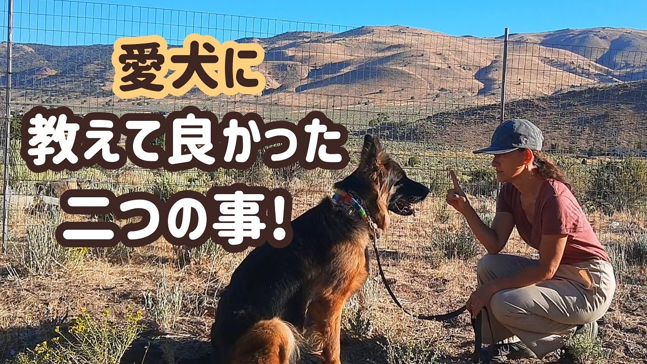 【ジャーマンシェパード】色んなトレーニングを頑張ってきましたが、本当にやって良かったのはこの二つです！