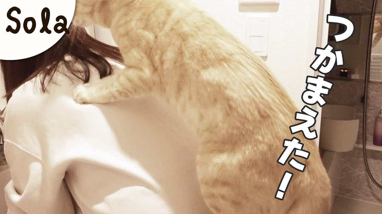本気の鬼ごっこを挑む猫の謎すぎる行動