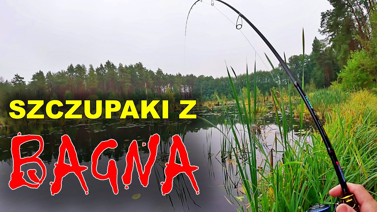 ŁOWIĘ NA NIESAMOWITYCH BAGNACH - Takich RYB się nie SPODZIEWAŁEM!!! | Szczupaki z zarośli
