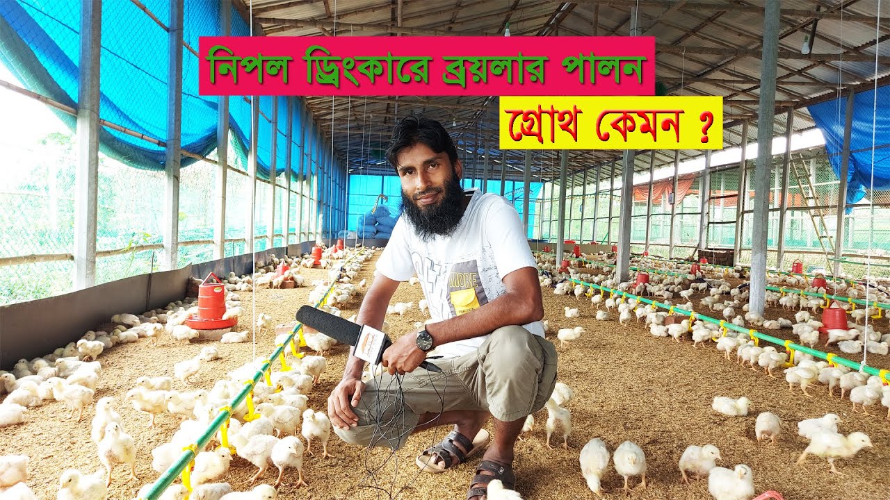 নিপল ড্রিংকারে ব্রয়লার মুরগির গ্রোথ কেমন আসে ।। 01988883103 ।। Nipple Drinker রিভিউ মির্জাপুর