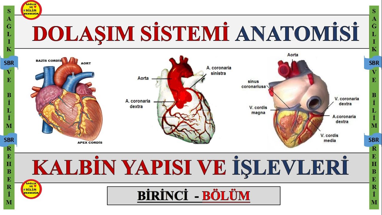 1-Dolaşım Sistemi Anatomisi , Kalbin Odacıkları , Kapakçıkları , Uyarı ve İleti Sistemi Konuanlatımı