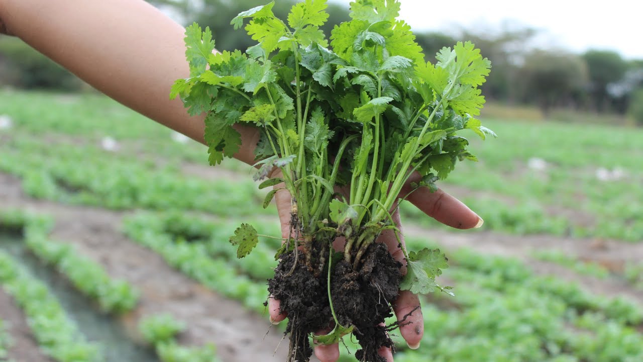 ¿Qué es el Cilantro?