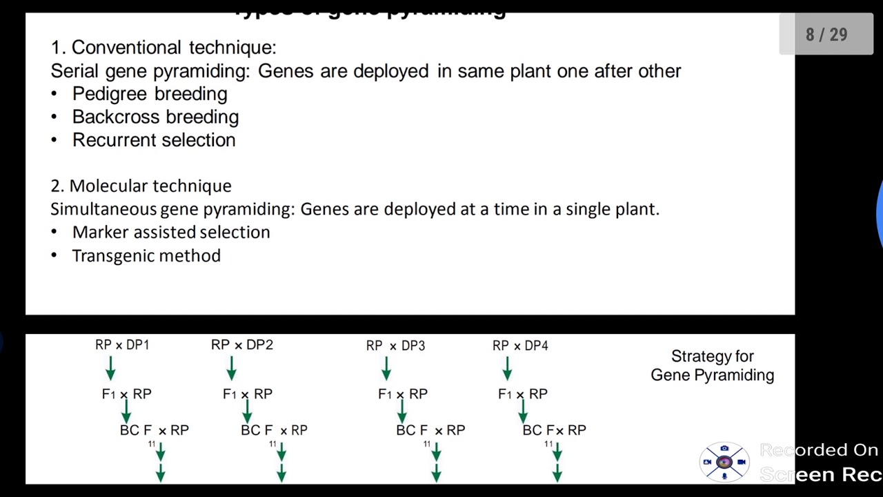 Gene pyramiding/ gene stacking