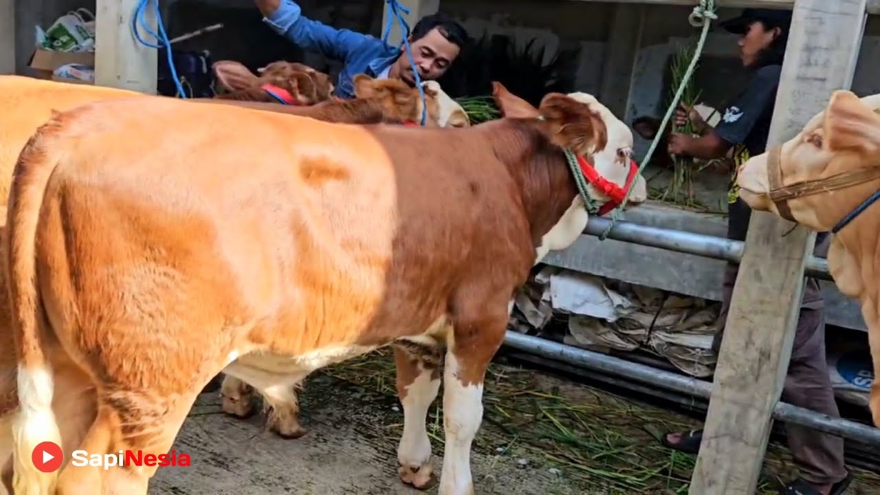 Pusat Grosir Pedet Berkualitas Terbesar Kandang Riza Andi Farm Ready Stock Terbaru Calon UngguL !!