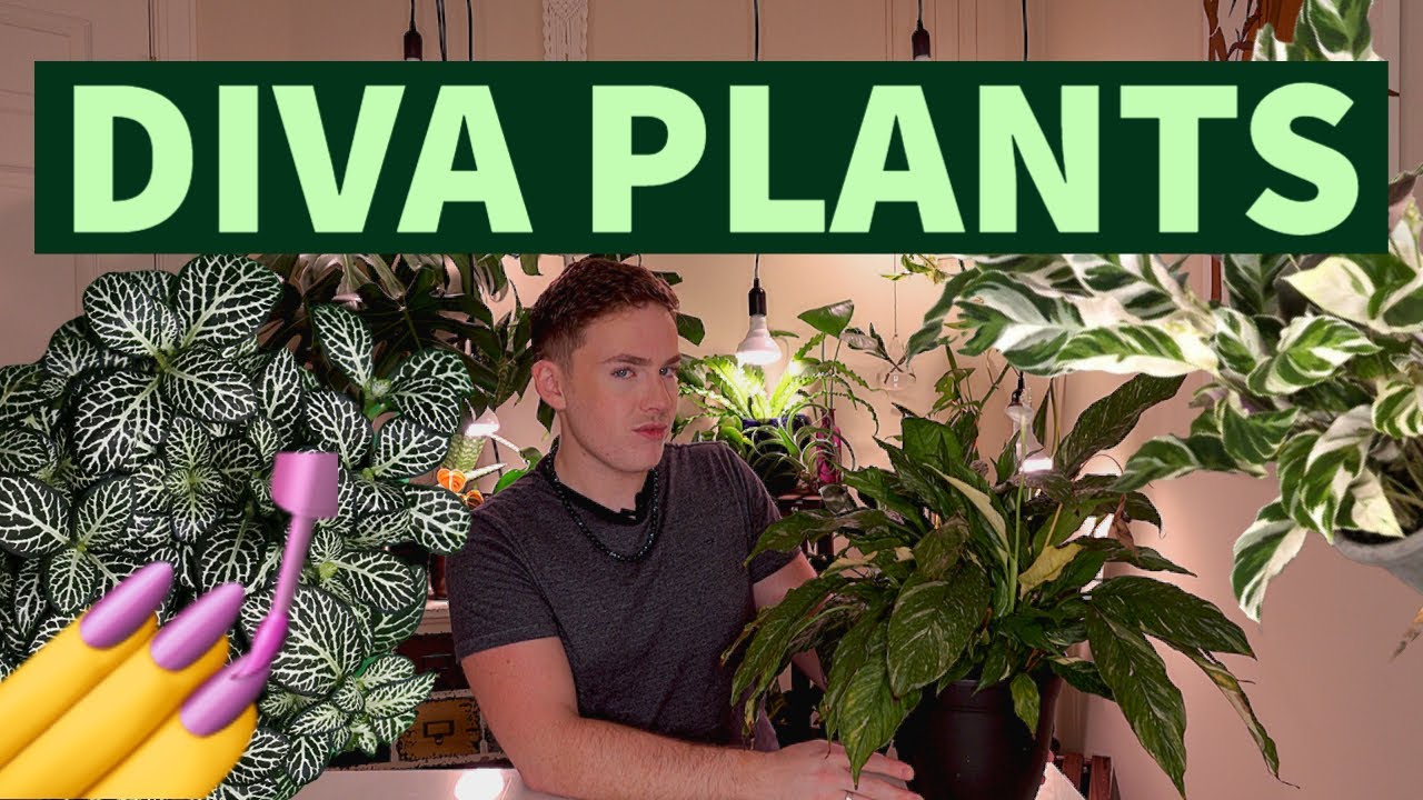 💅 DIVA Houseplants 💚 High Maintenance Houseplants