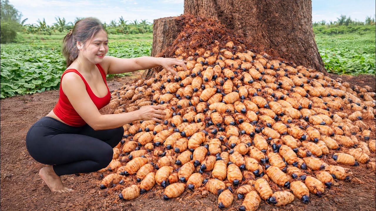 CEO Girl Raises GIANT Coconut Worm Larvae | Survival Cooking in the Forest Shocks Everyone