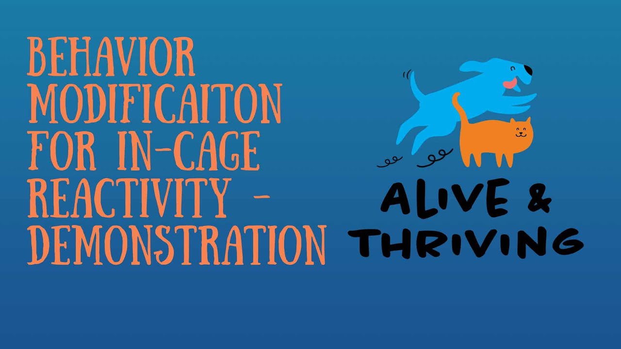Behavior Modification for In-cage Reactivity in Shelter Dogs - Demonstration