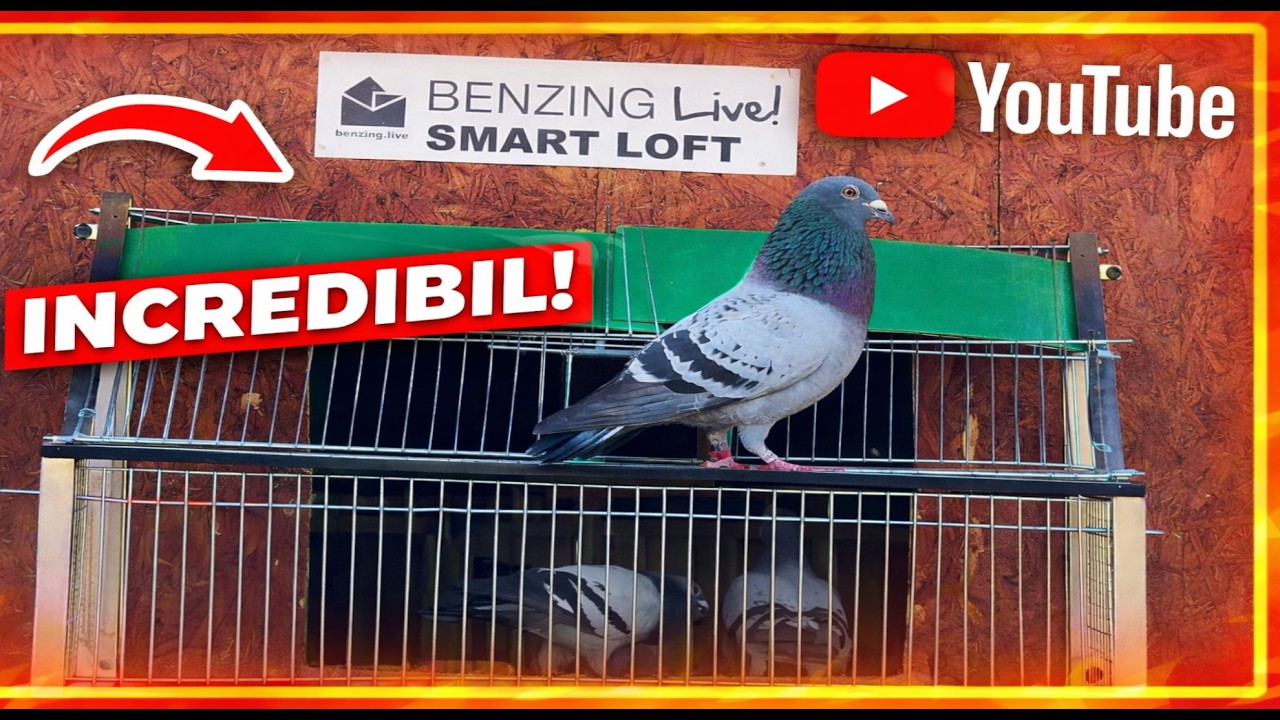 PRIMA ELIBERARE A PORUMBEILOR - 14 MARTIE 2026