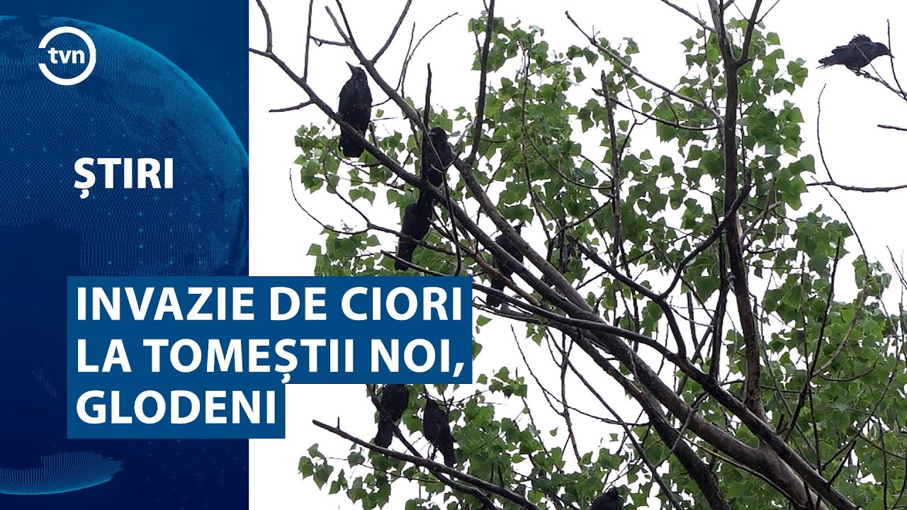 INVAZIE DE CIORI LA TOMEȘTII NOI, GLODENI