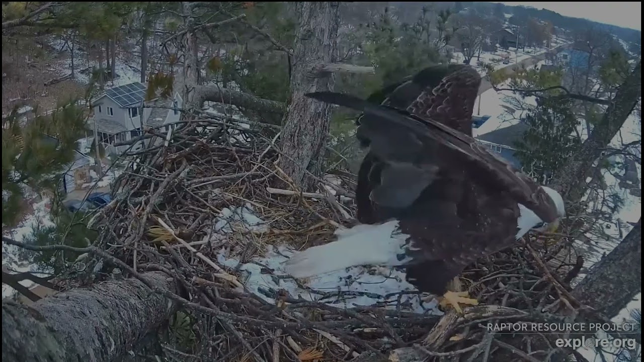 Trempealeau Eagles 2-5-26 MrT to main nest, moving sticks