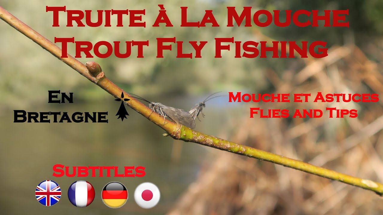 Pêche de la Truite à la Mouche - Trout Fly Fishing (Mouche Sèche - Dry Fly) [Pêche en Bretagne]