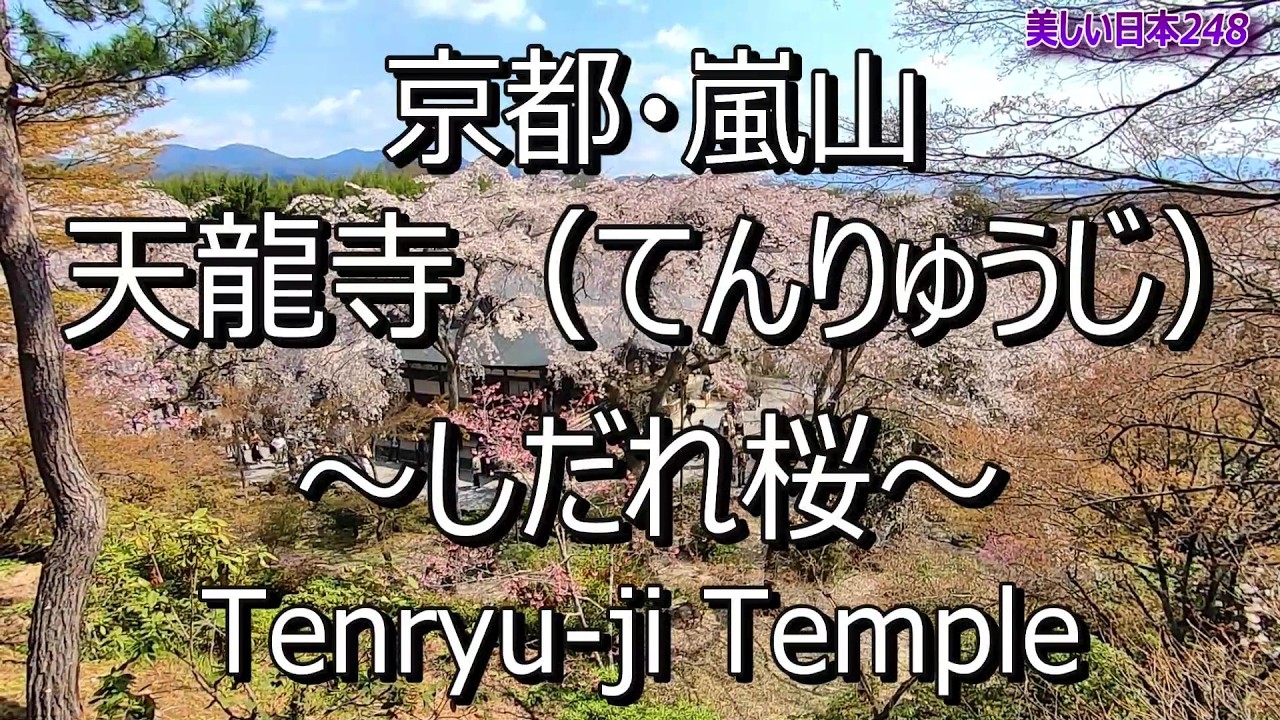 京都・天龍寺 ～しだれ桜～ Tenryu-ji Temple, Kyoto