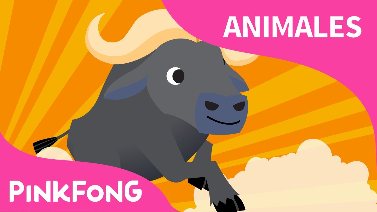 Hola, Búfalo | Búfalo | Animales | PINKFONG Canciones Infantiles