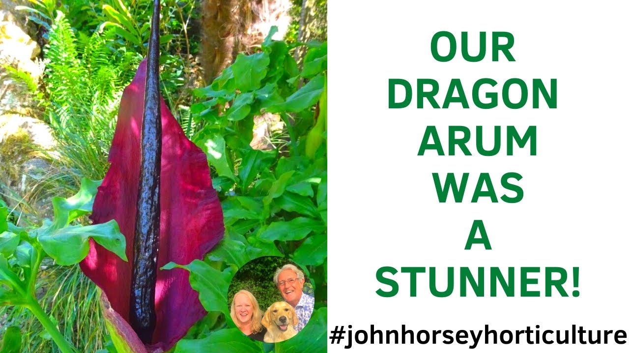 LOOKING AT OUR DRACUNCULUS VULGARIS AND OTHER AROID PLANTS