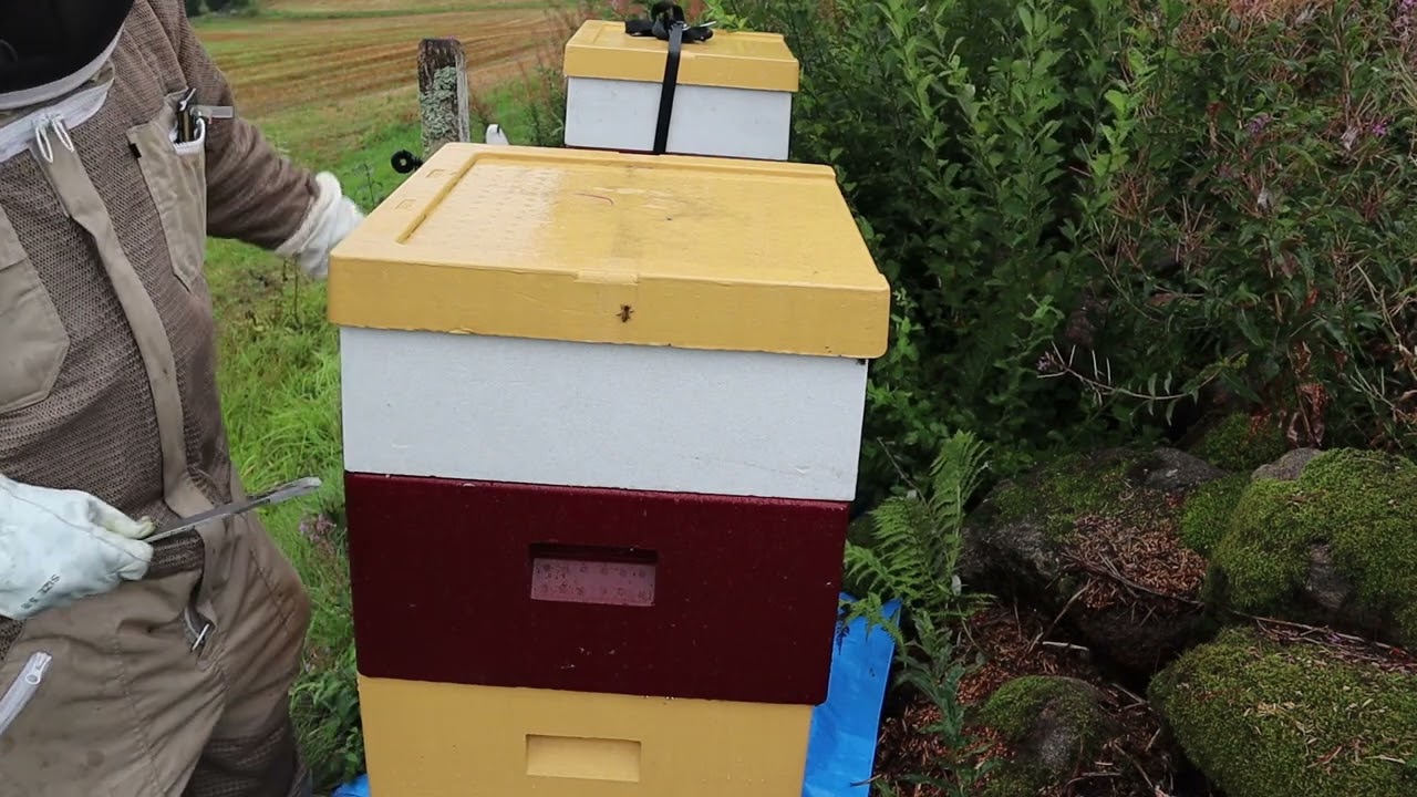 Invintring med Bifor och Hiveclean