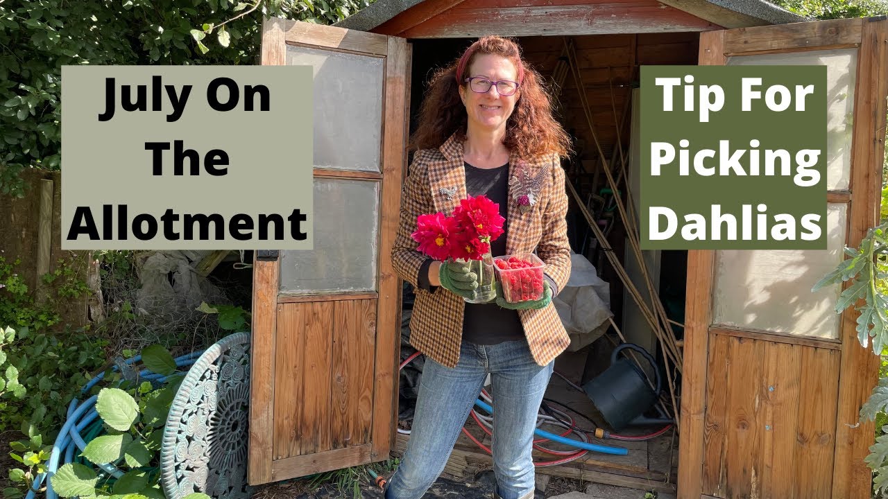 July On The Allotment - Tips For Picking Dahlias - Allotment Gardening UK