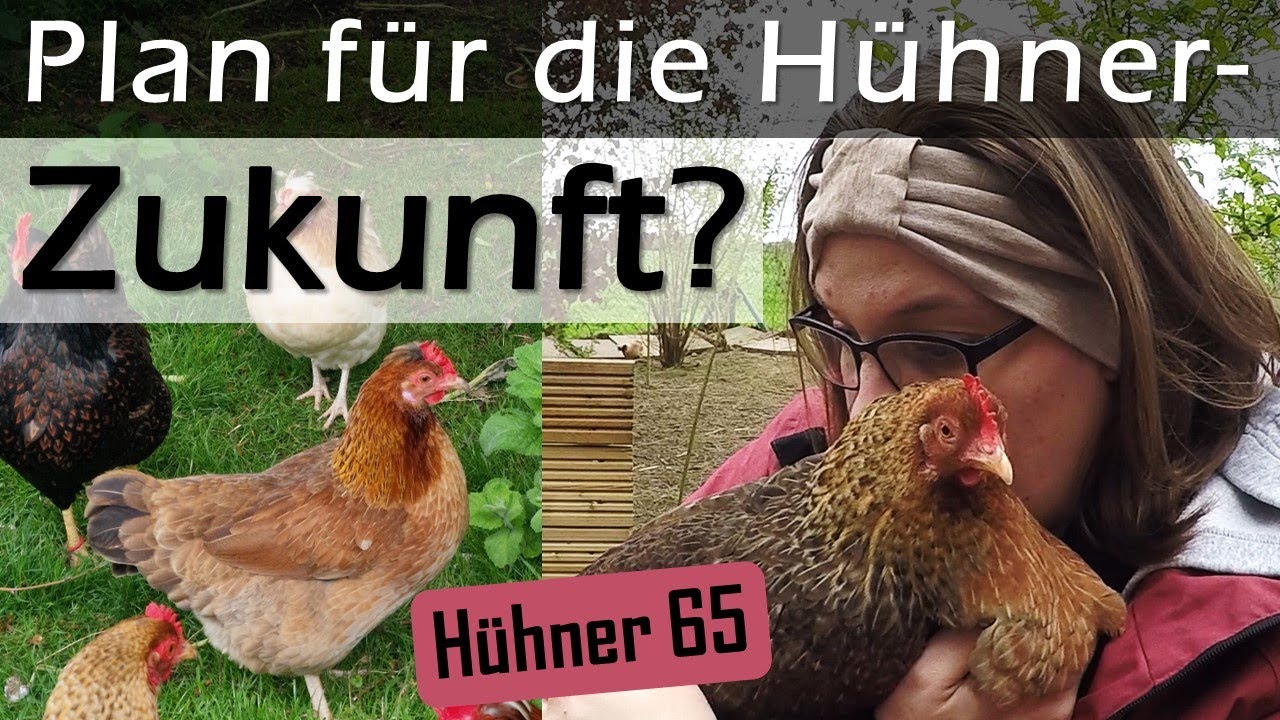 🔮 Blick in die Zukunft?! 📅 Was ist der langfristige Plan mit unseren Hühnern? 🐤🐔🐓 #Hühner 65 #Hahn