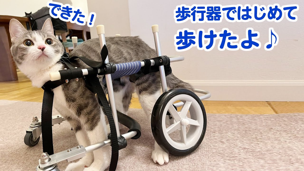 歩く喜びをしった猫さん！自信がついて猫人生たのしんでいます♪