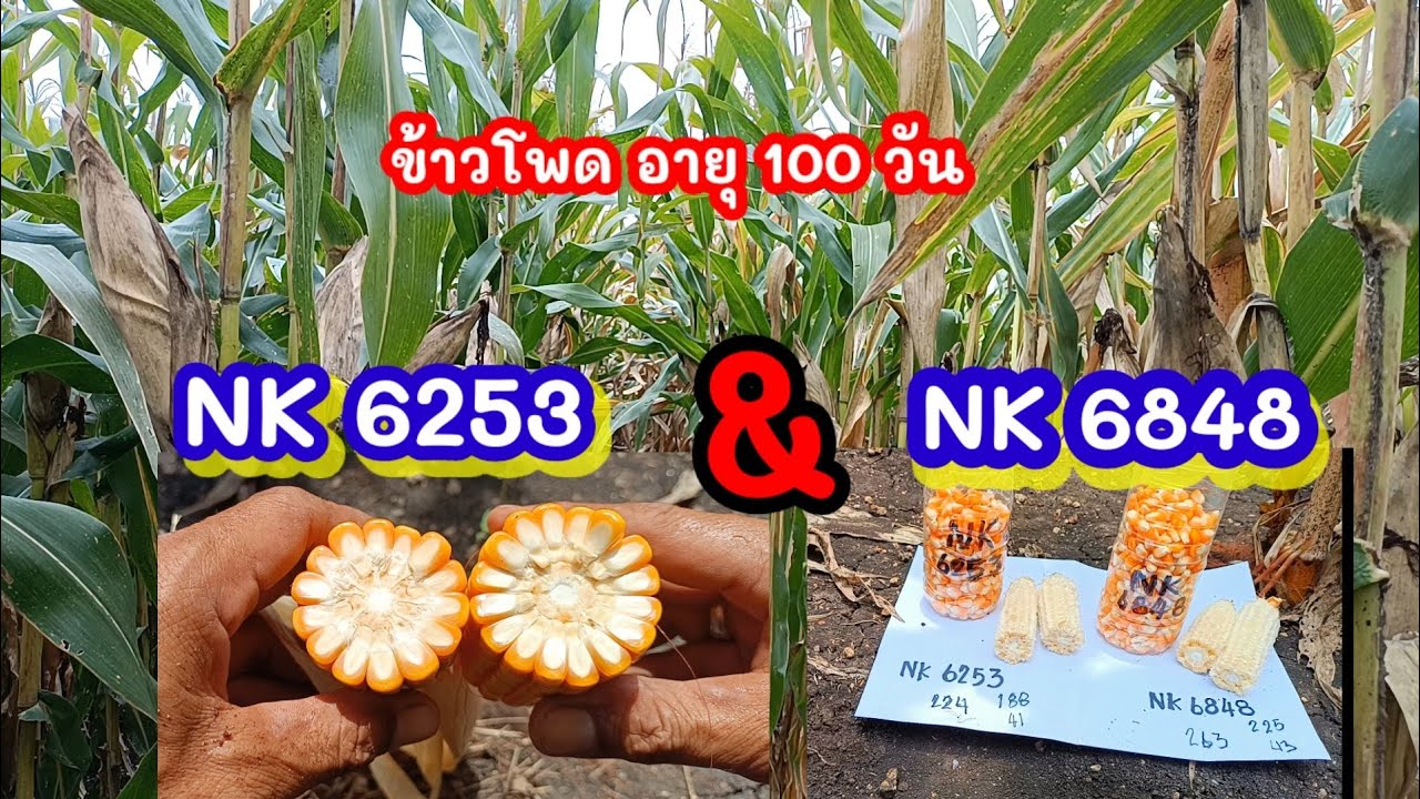 ข้าวโพด NK 6253 & NK 6848  อายุ100วัน