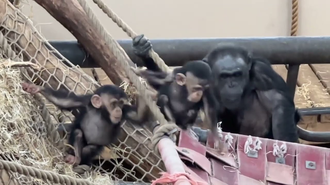 Baby Chimps with their Mother - They are so Sweet - PART 15 ❤️ 🥰