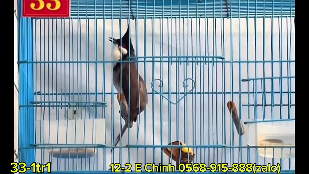 12-2 Chia Sẻ AE Lô Bổi Cực Chất - Bung Xoè - Phách Nết Chơi Mãn Nhãn