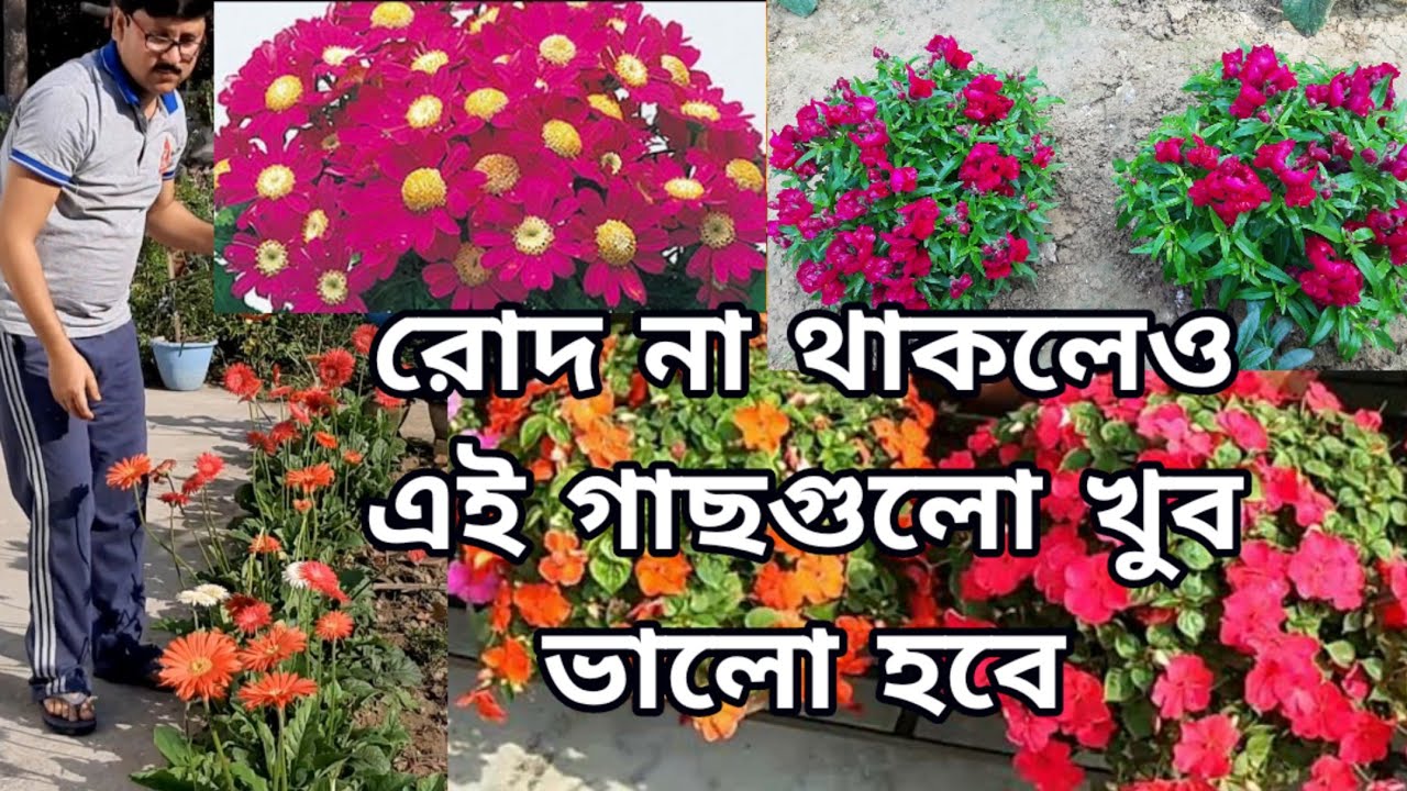 ছায়ায় হবে এমন চারটি শীতের ফুল | সরাসরি রোদ না আসলেও এই গাছগুলি  শীতের বাগানে হবে| | My Garden