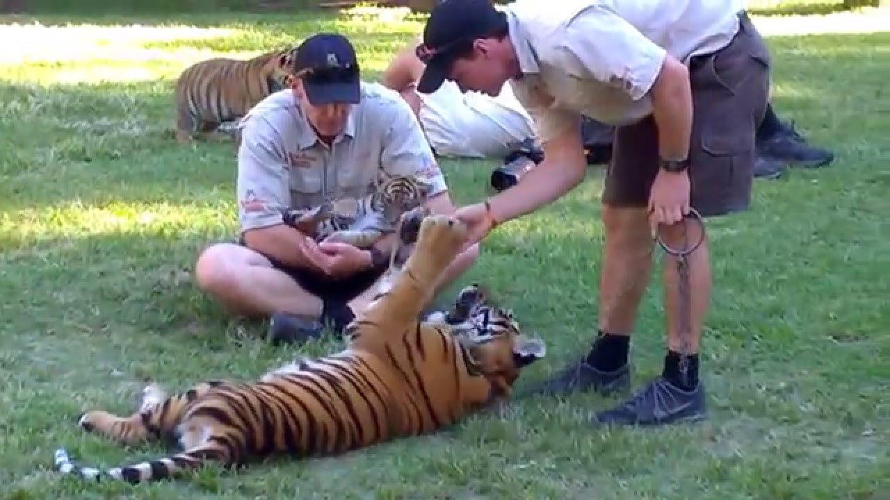 Tiger Island cubs