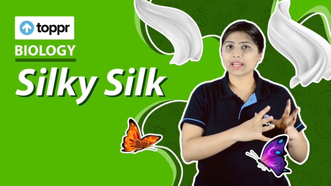How do we get silk from silk worms? | Biology | Class 7 Science (CBSE, NCERT)