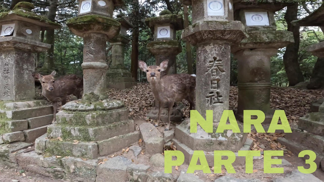 🇯🇵 Caminando entre ciervos hasta Kasuga Taisha