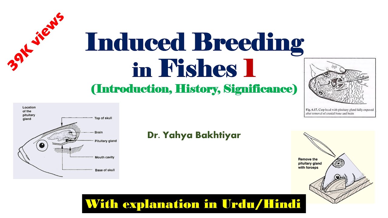 59  Induced Breeding in Fishes (Introduction, History, Significance) Part 1//Hypophysation of fishes