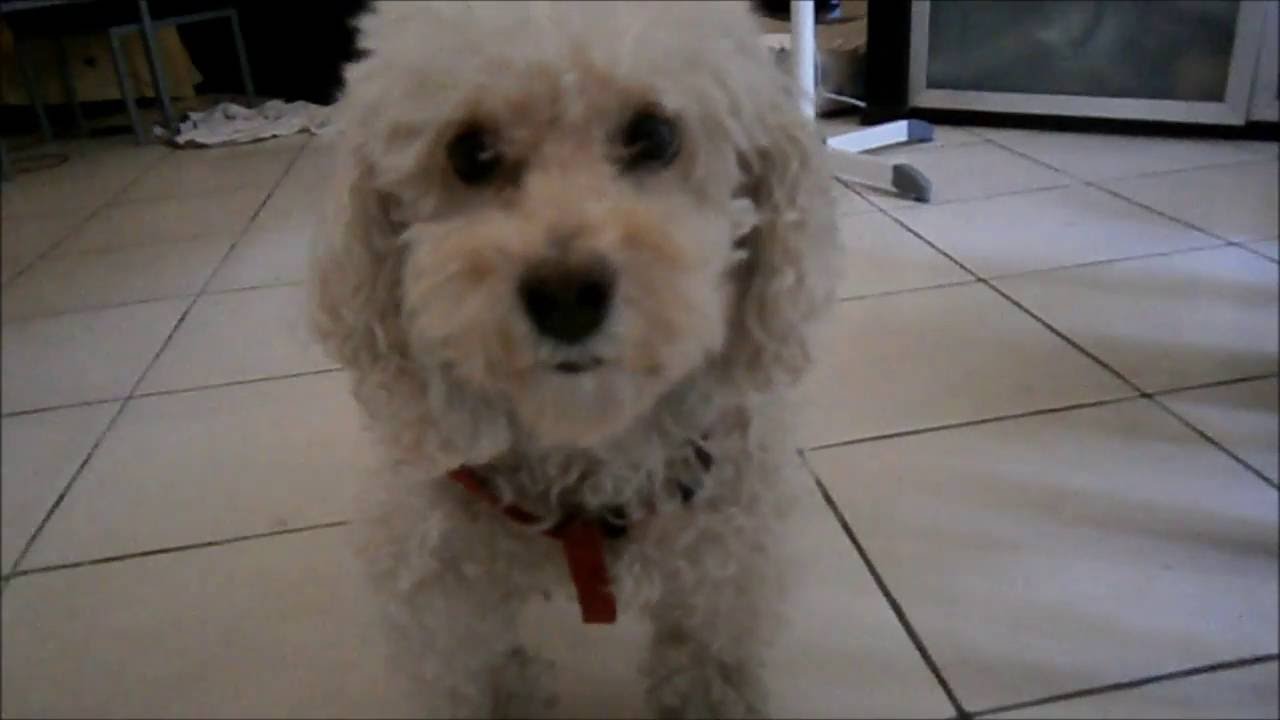 cani colpevoli, Guilty dogs