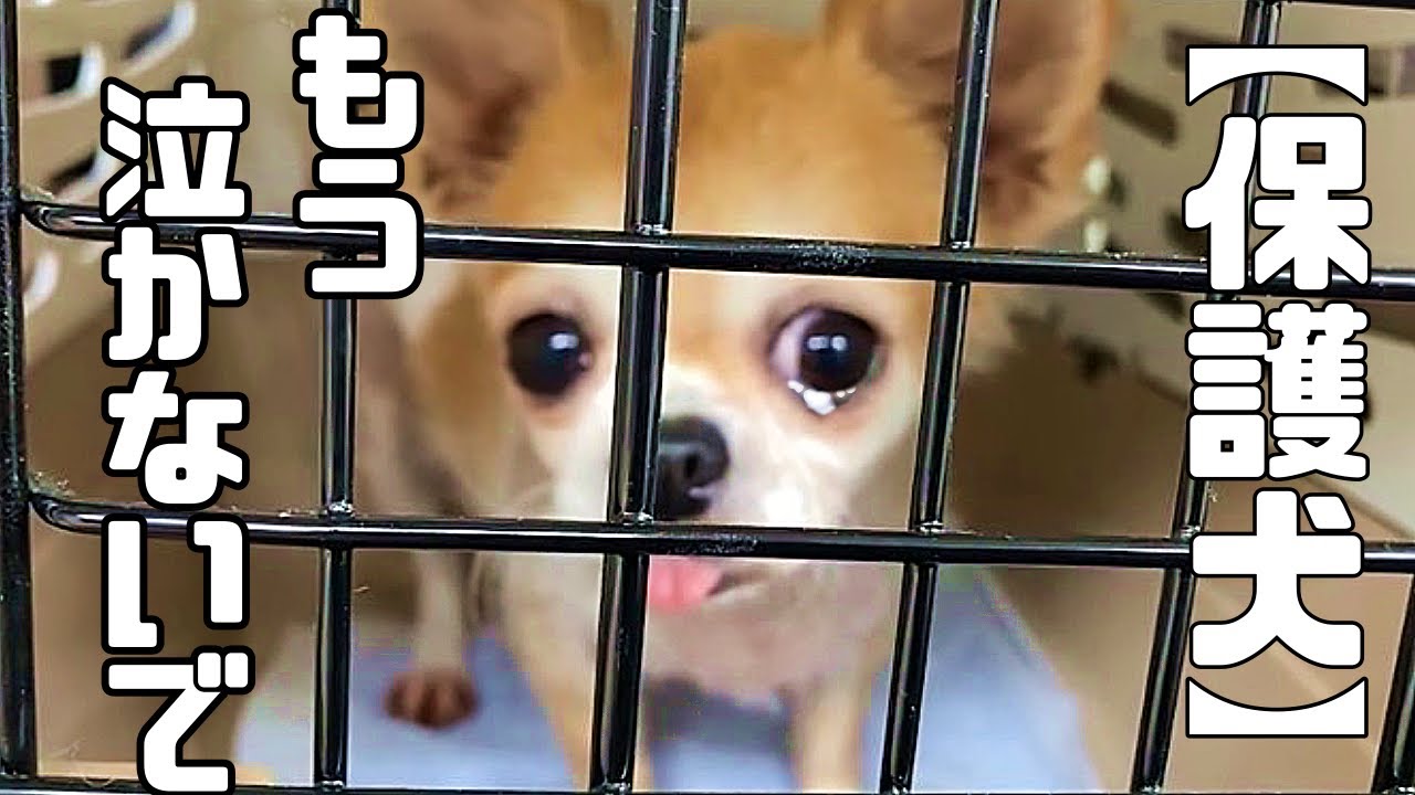 瞳いっぱいに涙を浮かべたチワワの女の子・・チワワと柴犬の女の子を保護しました「vol 219」
