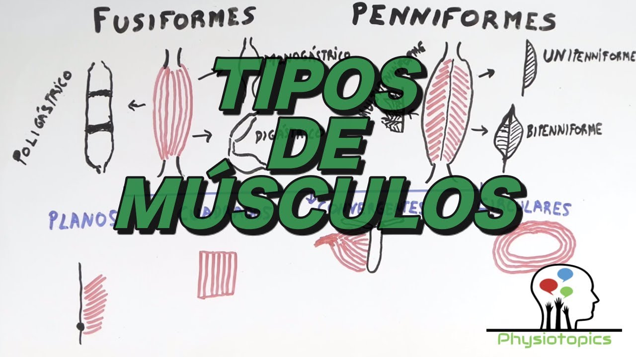Tipos de Músculos Esqueléticos