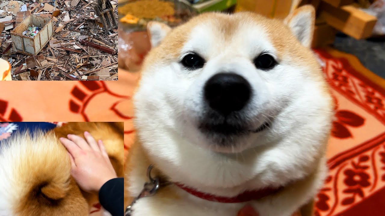 The house was demolished. Shibe comes back like a boomerang with a proud look, when touched.