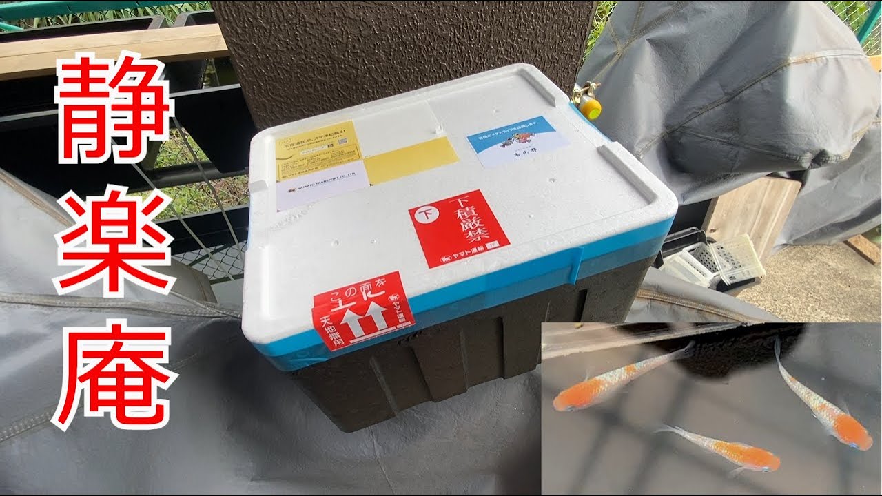 【紅白ラメ】静楽庵からまたまた超高級メダカが着弾しました！