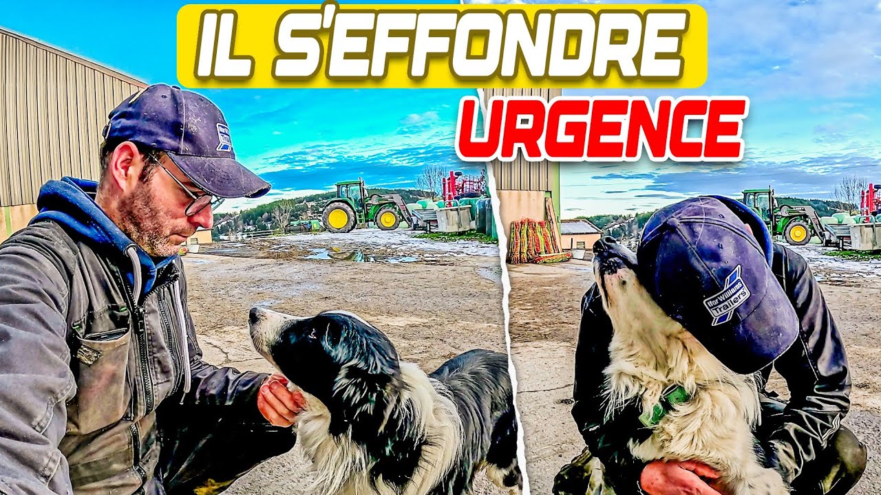 MON CHIEN S’EFFONDRE DEVANT MOI… J’AI CRU QU’IL ALLAIT MOURIR 😱