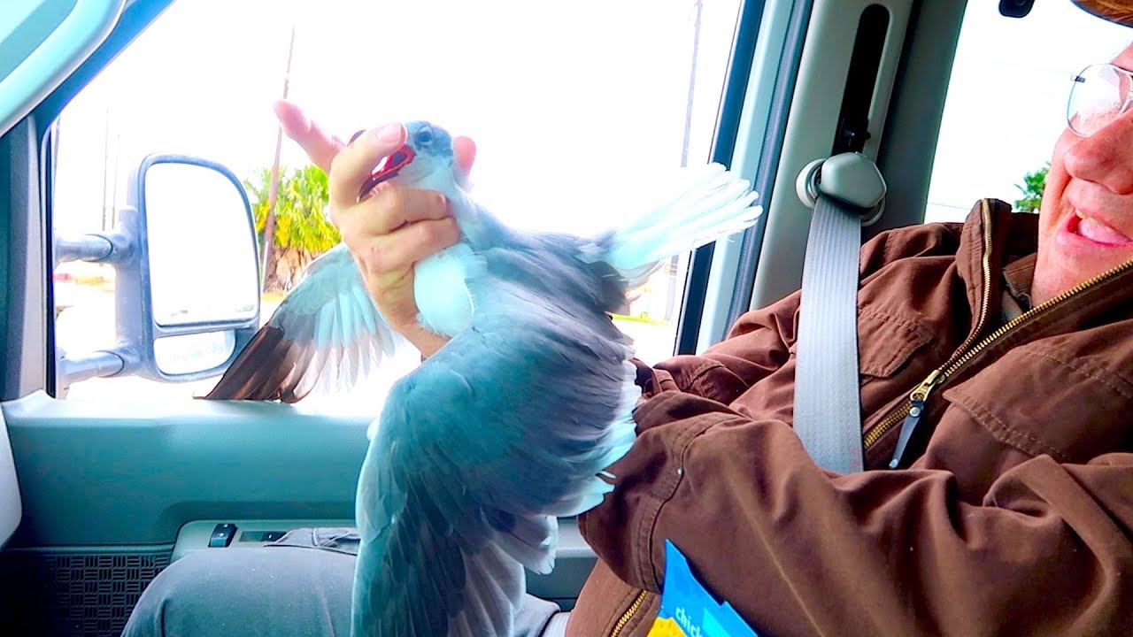 He CAUGHT A Wild Seagull Bare Handed!