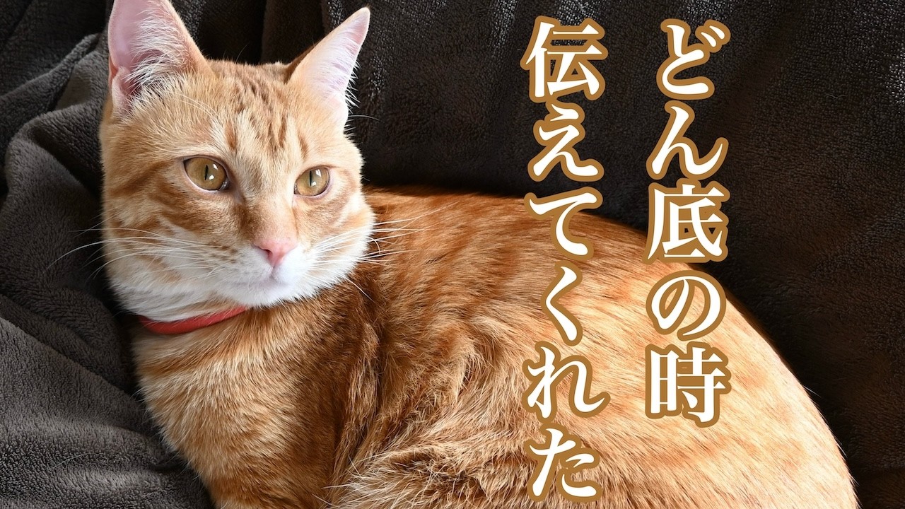 どん底の私たちに、大きな声で鳴き続ける猫…その理由に涙しました