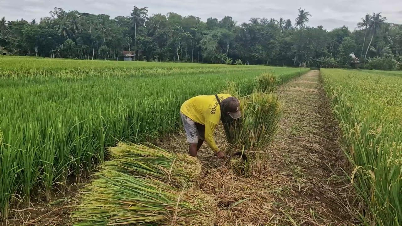 FARMERS’ GENIUS TRICK: CUTTING STRAW SUPER FAST WITH A SHARP TOOL - Agriculture Farming